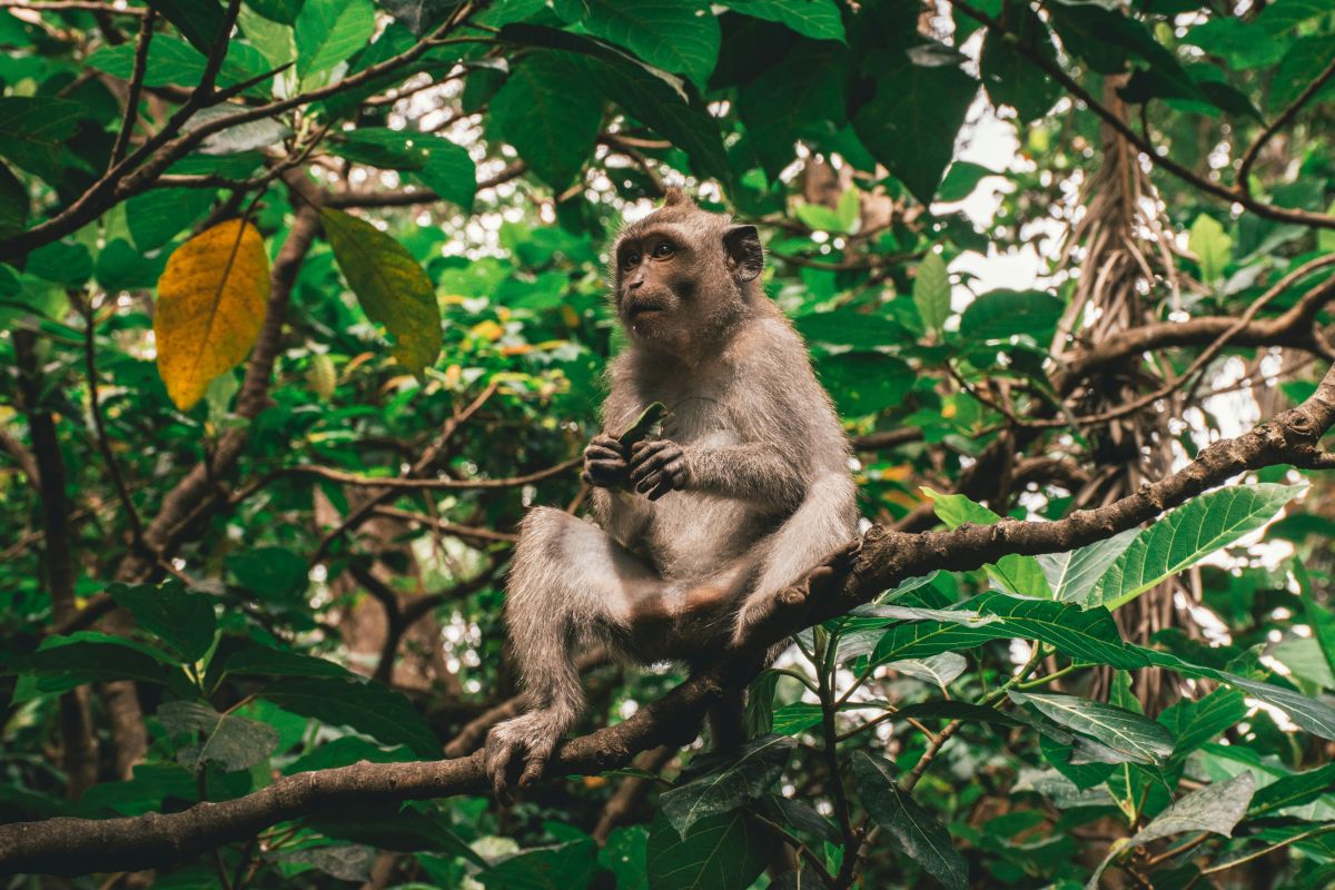 EAST UBUD TOUR